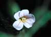 Biophytum sensitivum - Sikerpud