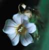 Biophytum sensitivum - Sikerpud