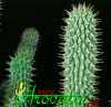Hoodia gordonii - African Hats, Queen of the Namib