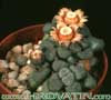 Aloinopsis schooneesii - Living Stone