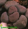 Aloinopsis schooneesii - Living Stone