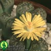 Lithops gesinae v gesinae - 