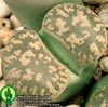 Lithops gesinae v gesinae - 