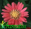Aster dumosus  - Bushy Aster