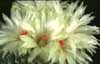 Notocactus apricus -  