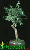 Ulmus parvifolia - Zelkova -  