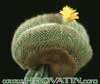 Parodia aureispina - Parodia aureispina
