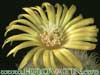 Parodia aureispina - Parodia aureispina