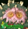 Lophophora williamsii v. pluricostata - Peyote