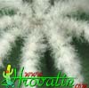 Aztekium hintonii -  