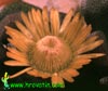 Aloinopsis schooneesii - Living Stone