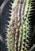 Hoodia gordonii - African Hats, Queen of the Namib