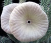 Hoodia gordonii - African Hats, Queen of the Namib