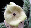 Hoodia gordonii - African Hats, Queen of the Namib
