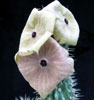 Hoodia gordonii - African Hats, Queen of the Namib
