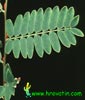 Senna meridionales - Senna meridionales