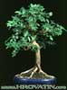 Ulmus parvifolia - Zelkova -  