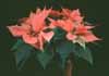 Euphorbia pulcherrima-Poinsettia, Mexican flame tree