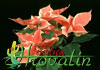 Euphorbia pulcherrima cultivar-Poinsettia, Christmas Star
