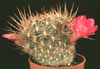 Sulcorebutia cylindrica v. magenta- 