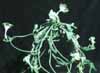 Ceropegia sandersonii-Parachute plant, Umbrela plant
