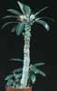 Dorstenia foetida-Dorstenia