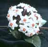 Hoya carnosa-