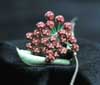 Hoya kentiana-