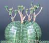 Euphorbia meloformis-Melon Spurge