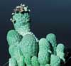 Trichocaulon cactiformis- 