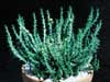 Euphorbia flanaganii- 