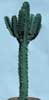 Euphorbia ingens-Candelabra tree