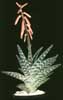 Aloe variegata-Partridge Breast Aloe, Tiger Aloe