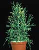Hatiora salicornioides-Drunkard's Dream, Spice Cactus