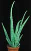 Aloe vera (barbadensis)-Medicinal Aloe