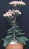 Kalanchoe dorothy- 