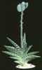 Aloe variegata - Partridge Breast Aloe, Tiger Aloe
