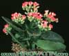 Kalanchoe blossfeldiana-Life plant