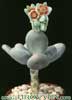 Pachyphytum oviferum-Moonstones