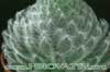 Sempervivum tomentosum- 