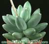 Pachyphytum compactum- 