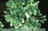 Saxifraga cuneifolia- 