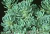 Sedum pachyclados-Stonecrope