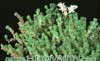 Sedum winklerii-Stonecrope