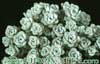 Sedum spathyphylum v. alba-Spatula-leaf Stonecrop, Broad-leaf Stonecrop