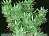 Sedum stenopetalum-Wormleaf Stonecrop