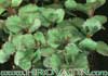 Sedum spurium-Dragon's Blood Sedum