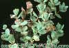Sedum ewersii-Stonecrope