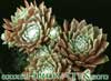 Sempervivum arachnoideum v. Rubrum- 