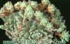 Sempervivum 